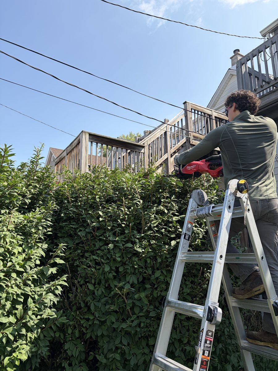 Trimming a tall hedge from a ladder